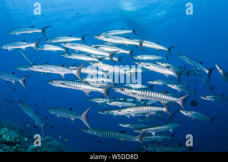 Secca di Blackfin Barracuda, Sphyraena qenie, Kimbe Bay di New Britain, Papua Nuova Guinea Foto Stock