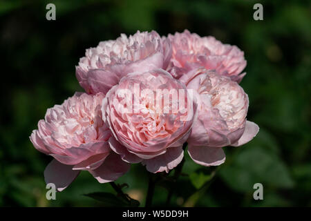 Chiudere varie rosa "Alnwick' teste di rose con una sfocata sfondo verde Foto Stock