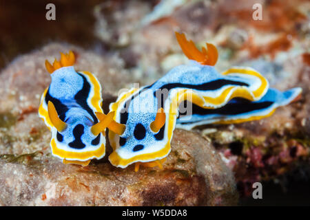 Dorid Nudibranch, Chromodoris annae, Kimbe Bay di New Britain, Papua Nuova Guinea Foto Stock