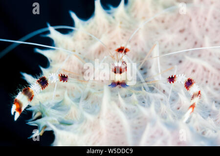Pulitore a bande di gamberi Stenopus hispidus, Kimbe Bay di New Britain, Papua Nuova Guinea Foto Stock