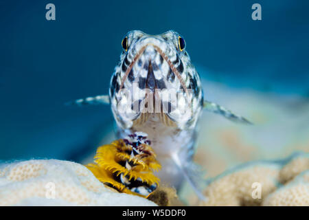 Twospot, Lizardfish Synodus binotatus, Kimbe Bay di New Britain, Papua Nuova Guinea Foto Stock