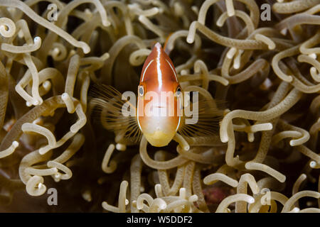 Rosa, Anemonefish Amphiprion perideraion, Kimbe Bay di New Britain, Papua Nuova Guinea Foto Stock