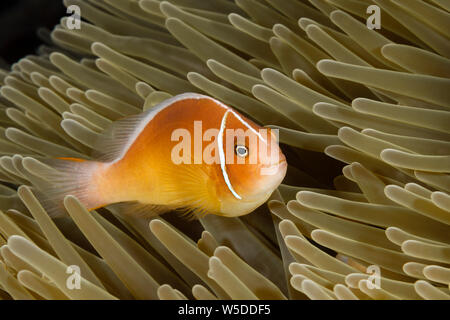 Rosa, Anemonefish Amphiprion perideraion, Kimbe Bay di New Britain, Papua Nuova Guinea Foto Stock