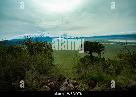 Ngorongoro Conservation Area, Tanzania. Vista del cratere Foto Stock