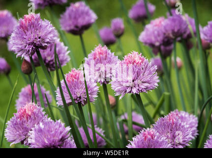 Fiori di erba cipollina - Allium schoenoprasum. I fiori e gli steli sono commestibili, impartendo un lieve aroma di cipolla. Foto Stock