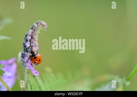 Uno rosso coccinella Coccinellidae ( ) sugli impianti di natura verde con molti spazi di copia Foto Stock