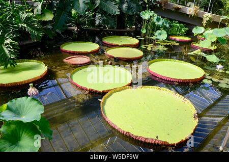 Giant ninfee in principessa di Galles conservatorio kew gardens LONDON REGNO UNITO Foto Stock