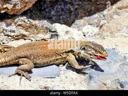 Canarie - lizard Gallotia galloti è appoggiato sulla roccia lavica pietra. Foto Stock