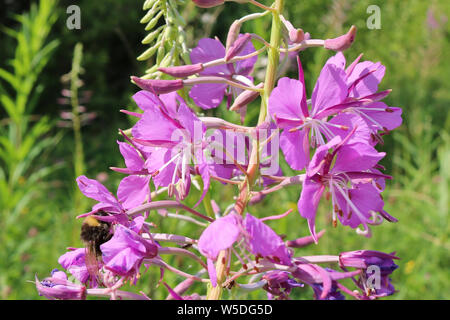 Viola-rosa fiori di willow-tea (willow-herb) close-up. Fiori d'estate. Foto Stock