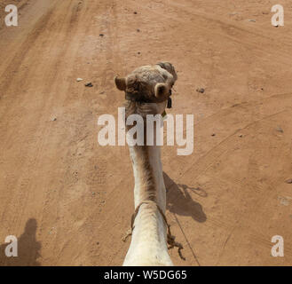Ombra di un giovane ragazzo con un cammello. Ha in mano le redini del cammello, Sharm El Sheikh, Egitto Foto Stock
