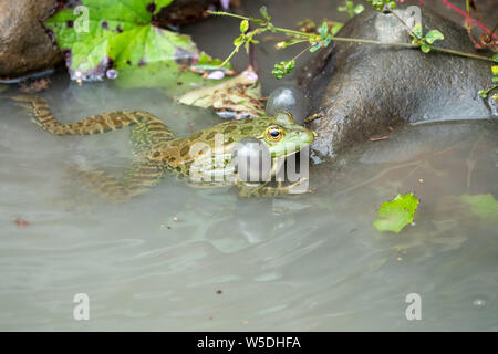 Una grande rana verde con puffy guance siede in acqua Foto Stock