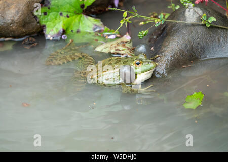 Una grande rana verde con puffy guance siede in acqua Foto Stock