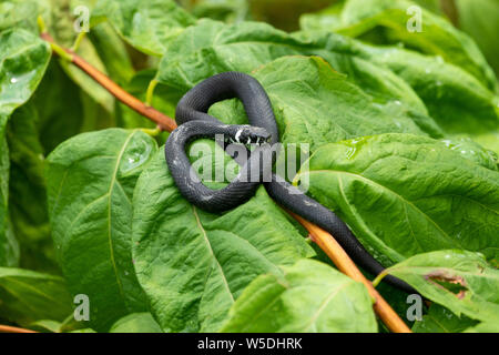 Un serpente nero con macchie bianche si siede su un ramo con foglie verdi. La biscia natrix, talvolta chiamato inanellato o acqua snake snake. Eurasian Foto Stock