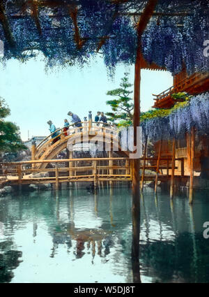 [ 1900 Giappone - Bridge e il glicine al Santuario di Tokyo ] - Shinji Pond, fiore di glicine e un tradizionale ponte arcuato a Kameido Tenjin shrine in Tokyo. Xx secolo vintage vetrino di vetro. Foto Stock