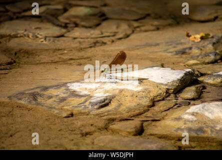 Donne belle demoiselle Damselfly, Calopteryx virgo, su roccia da stream, ambiente naturale. Foto Stock