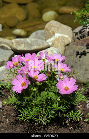 Schmuckkörbchen Fiederblättrige Schmuckblume oder Kosmee (Cosmos bipinnatus, Cosmea bipinnata, Bidens formosa , Coreopsis formosa) Foto Stock