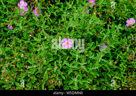 Una singola ape per raccogliere il polline dal fiore rosa su un letto di foglie verdi. Foto Stock