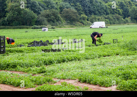 Lavoratori migranti che raccolgono erbe in una fattoria nelle Cotswolds inglesi Foto Stock