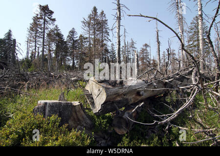 Il 25 luglio 2019, Sassonia-Anhalt, Brocken: gli alberi morti nel Harz am Brocken Parco Nazionale. Dopo un'infestazione da scolitidi sono presenti in grandi parti di morti le foreste di abete rosso. Foto: Matthias Bein/dpa-Zentralbild/ZB Foto Stock