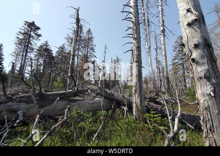 Brocken, Germania. Xxv Luglio, 2019. Gli alberi morti nel Harz am Brocken Parco Nazionale. Dopo un'infestazione da scolitidi sono presenti in grandi parti di morti le foreste di abete rosso. Credito: Matthias Bein/dpa-Zentralbild/ZB/dpa/Alamy Live News Foto Stock