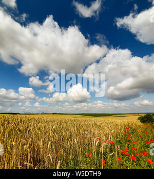 Pomeriggio soleggiato vicino a Cambridge, Regno Unito Foto Stock