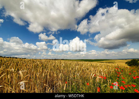 Pomeriggio soleggiato vicino a Cambridge, Regno Unito Foto Stock