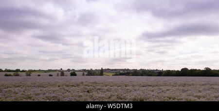 Pomeriggio soleggiato vicino a Cambridge, Regno Unito Foto Stock