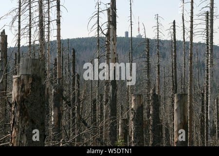 Il 25 luglio 2019, Sassonia-Anhalt, Brocken: gli alberi morti nel Harz am Brocken Parco Nazionale. Dopo un'infestazione da scolitidi sono presenti in grandi parti di morti le foreste di abete rosso. Foto: Matthias Bein/dpa-Zentralbild/ZB Foto Stock