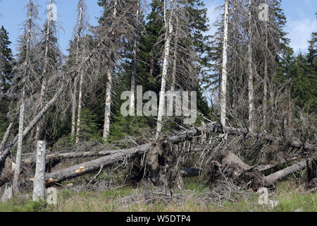 Il 25 luglio 2019, Sassonia-Anhalt, Brocken: gli alberi morti nel Harz am Brocken Parco Nazionale. Dopo un'infestazione da scolitidi sono presenti in grandi parti di morti le foreste di abete rosso. Foto: Matthias Bein/dpa-Zentralbild/ZB Foto Stock