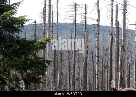 Il 25 luglio 2019, Sassonia-Anhalt, Brocken: gli alberi morti nel Harz am Brocken Parco Nazionale. Dopo un'infestazione da scolitidi sono presenti in grandi parti di morti le foreste di abete rosso. Foto: Matthias Bein/dpa-Zentralbild/ZB Foto Stock