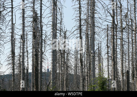 Il 25 luglio 2019, Sassonia-Anhalt, Brocken: gli alberi morti nel Harz am Brocken Parco Nazionale. Dopo un'infestazione da scolitidi sono presenti in grandi parti di morti le foreste di abete rosso. Foto: Matthias Bein/dpa-Zentralbild/ZB Foto Stock