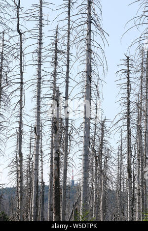 Il 25 luglio 2019, Sassonia-Anhalt, Brocken: gli alberi morti nel Harz am Brocken Parco Nazionale. Dopo un'infestazione da scolitidi sono presenti in grandi parti di morti le foreste di abete rosso. Foto: Matthias Bein/dpa-Zentralbild/ZB Foto Stock