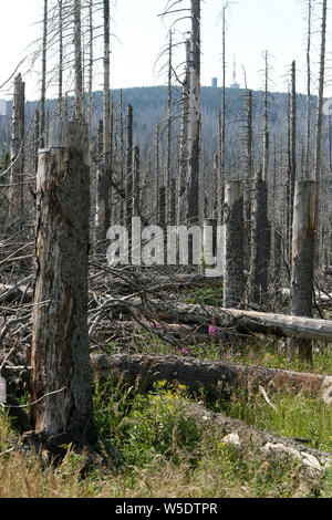 Il 25 luglio 2019, Sassonia-Anhalt, Brocken: gli alberi morti nel Harz am Brocken Parco Nazionale. Dopo un'infestazione da scolitidi sono presenti in grandi parti di morti le foreste di abete rosso. Foto: Matthias Bein/dpa-Zentralbild/ZB Foto Stock