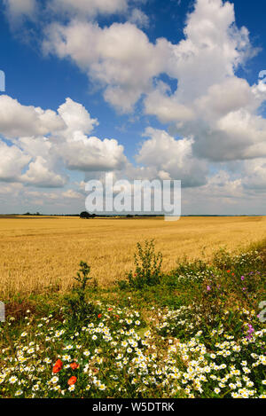 Pomeriggio soleggiato vicino a Cambridge, Regno Unito Foto Stock