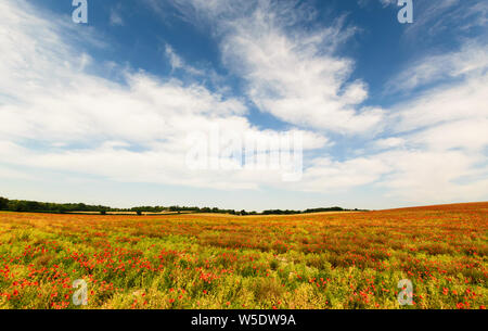 Pomeriggio soleggiato vicino a Cambridge, Regno Unito Foto Stock