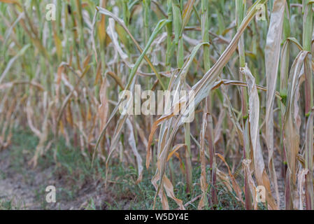 Mais colpito dalla siccità. Le piante di mais in un campo colpiti dalla siccità durante un'estate asciutta e calda, nella campagna tedesca Foto Stock