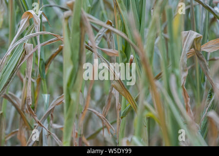 Mais colpito dalla siccità. Le piante di mais in un campo colpiti dalla siccità durante un'estate asciutta e calda, nella campagna tedesca Foto Stock