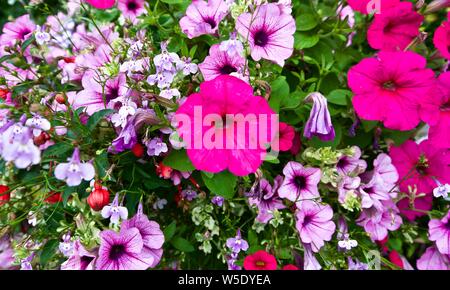 Bella visualizzazione mista di nelle petunie, milioni di campane e fiori Fuchsias Foto Stock