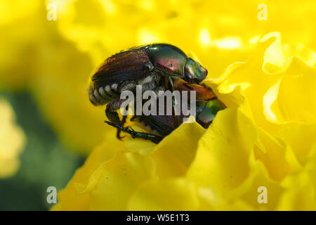 Close up (macro) di due giapponesi Beetle (Popillia Japonica) fare l'amore o mangiare ogni altro su un giallo tagete. Foto Stock