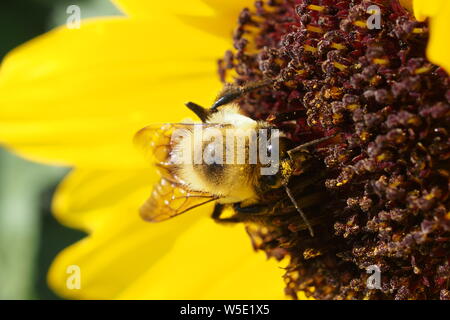 Rusty patchato bumblebee (Bombus affinis) raccogliere il polline di un comune girasole (Helianthus annuus). Foto Stock