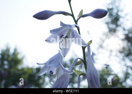 Bianco venato con fiori viola e boccioli di Natal lily (Crinum moorei). Foto Stock