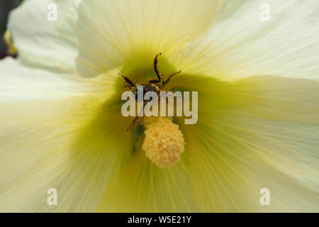 All'interno di un colore giallo pallido con hibiscus stame e un miele delle api coperto di polline. Ottawa, Onatrio, Canada. Foto Stock