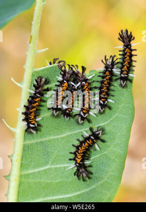 I bruchi di Milkweed Tussock Moth (Euchaetes egle) mangiare milkweed foglia, Iowa, USA. Foto Stock