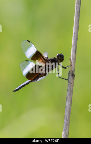 Vedova (Skimmer Libellula luctuosa) appollaiate su erba secca, Iowa, USA. Foto Stock