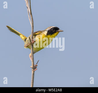 Yellowthroat comune (Geothlypis trichas) maschio si appollaia su erba secca nella prateria, Iowa, USA. Foto Stock