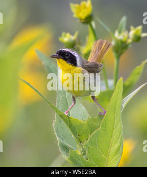Yellowthroat comune (Geothlypis trichas) maschio nella prateria di fioritura tra fiori, Iowa, USA. Foto Stock