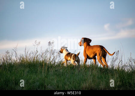 Due cani all'orizzonte Foto Stock