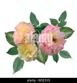 Tre Rose delicato con rosa-petali gialli e verdi foglie close up su sfondo bianco isolato. Bel bouquet di delicati fiori di rosa Foto Stock