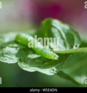 Caterpillar verde su una pianta di menta piperita in estate Foto Stock