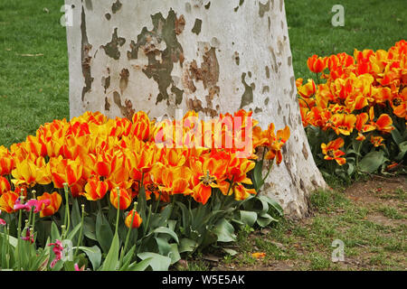 Gulhane Park a Istanbul. Turchia Foto Stock